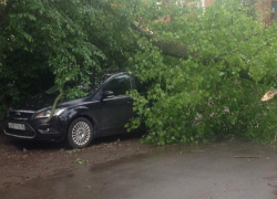 В Воронеже дерево рухнуло на иномарку у военно-воздушной академии