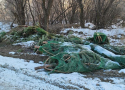 Кладбище новогодних елок показали в Воронеже 