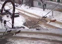 Прокуроры проверят нападение собак на ребёнка на улице 25 Октября в Воронежа