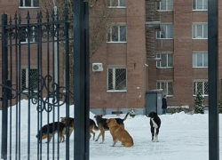 Стаю бродячих собак, нападающих на студентов ВГУ, расстреливают на глазах у воронежцев