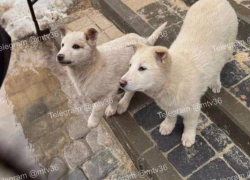 Жительницы ЖК разогнали щенков в Воронеже