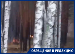 Массовые поджоги леса записали на видео в воронежской Отрожке