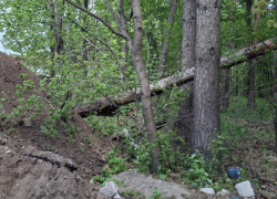Рабочие повредили деревья в "Воронежской нагорной дубраве"