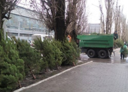 Воронежец пытался убежать с деревом с ёлочного базара