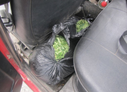 В Воронежской области поймали автомобилиста — заготовщика марихуаны