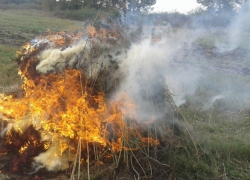 В Воронежской области полицейские сожгли около 750 килограммов конопли