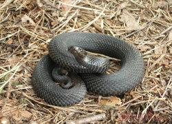 В Воронежской области женщину на лугу укусила змея