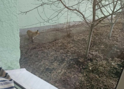 Рыскающую лису по детскому саду заметили в микрорайоне Тенистый в Воронеже