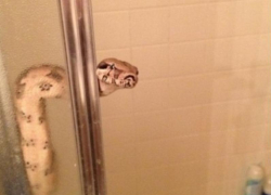 Жительница Воронежа едва не приняла душ с метровой змеей