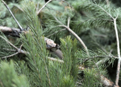 В Воронежской области с поличным задержали черных лесорубов