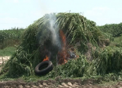 Уничтожение 100 тонн конопли воронежскими полицейскими попало на видео
