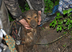 Воронежские волонтеры спасли собаку, которая на сутки застряла в колодце 