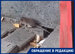 Крысиная диаспора держит в страхе остановку в центре Воронежа  