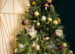 Парад елок устроили читатели «Блокнот Воронеж»