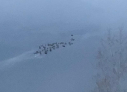 Стая уток вмерзла в Воронежское водохранилище 