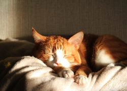 Коммунальщики объяснили, почему воронежцам пришли огромные суммы за отопление 