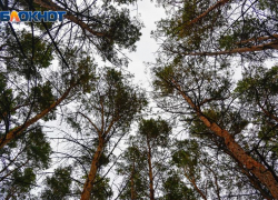  «Черные лесорубы» появились под Воронежем 