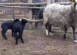 Многодетную рогатую мать с детенышами показали на видео в Воронежском зоопарке