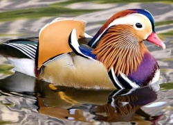 Птичий подиум в Воронеже: зоопарк показал удивительных красоток