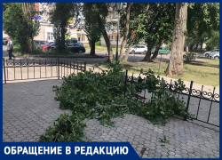 «Под ними гуляют дети»: стало известно об опасных деревьях на левом берегу Воронежа