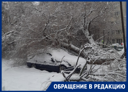 Огромное рухнувшее дерево похоронило под ветвями иномарку в Воронеже