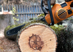 Воронежцы топили печь незаконно срубленными акациями