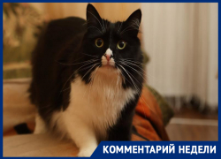  Воронежский зоозащитник встал на сторону чипирования домашних животных 