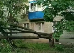 Гигантский клен рухнул у дома в Воронеже 