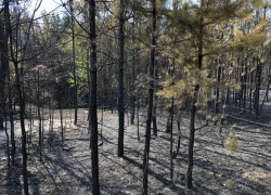 Прокуратура подключилась к расследованию масштабного лесного пожара в Лискинском районе
