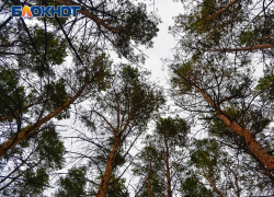 Браконьера с нелегальным ружьем задержали в воронежском заповеднике