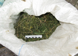  Пенсионеру из Воронежской области грозит тюрьма за продажу марихуаны 