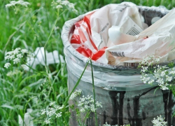 Воронежцев зовут на уборку Северного леса