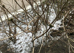 Жительница Воронежа пришла в шок от распускающихся зимой почек