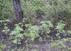 Обычное «выращивал, чтобы курить сам»: в Воронежской области задержали наркоторговца