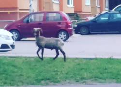 Причудливый козел, разгуливающий по улицам, озадачил жителей Воронежа