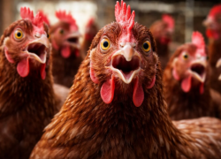 Потребовалось уничтожить почти миллион кур-несушек под Воронежем