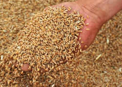 Воронежские пекарни грубо нарушили условия хранения зерна