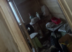 Запах мочи и мусора: самую мерзкую квартиру обнаружили в Воронеже