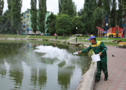 В воронежское «Лебединое озеро» на Минской запустили бактерий
