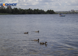 Прогулки по водохранилищу запустили в воронежском парке «Дельфин»