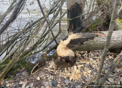 Бобриные следы заметили в Воронеже