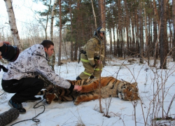 Сбежавшего тигра поместили в Воронежский зоопарк