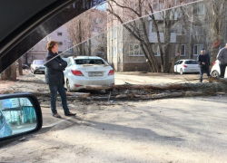 Дерево рухнуло на припаркованные иномарки в Воронеже 