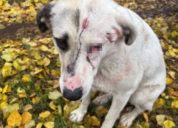 Неизвестный стрелок ранил собаку под Воронежем 