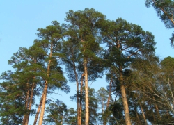 Под Воронежем неизвестные срубили сосен почти на 2 миллиона рублей