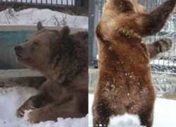Медведи Умка и Маша вышли из спячки в Воронежском зоопарке