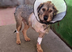 «В судорогах погибали долго. Последняя капля – огнестрел»: воронежцев шокировала жестокая охота на собак