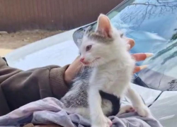 Котенка выбросили из окна машины в Воронеже