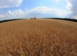 Кому в СНГ нужна продукция из Воронежской области