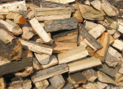 Под Воронежем селяне спилили дуб и клен на 24 тыс. рублей